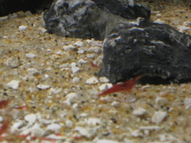 baby_cardinal_511.jpg