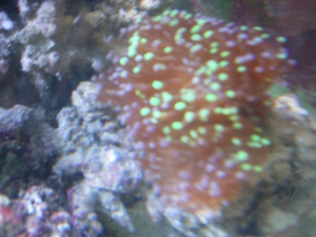 00 frogspawn coral.jpg