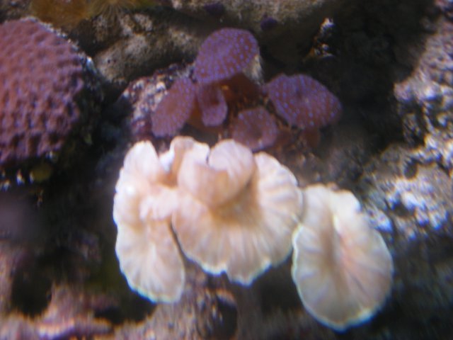 00 fox coral.jpg
