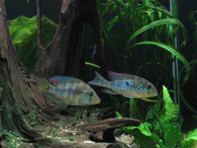 Aquarium 865.jpg
