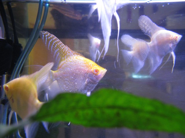 IMG_0012.JPG IMG_0012.JPG