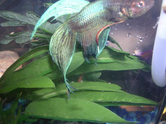 Fred disintigrated fins.JPG