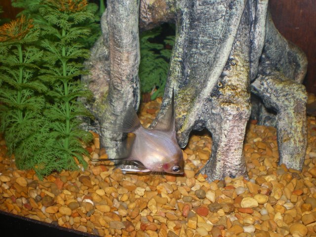 IMGP4382.JPG IMGP4382.JPG
