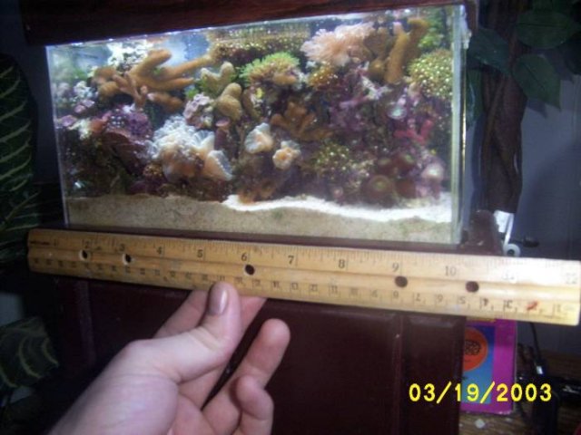 ReefMeasure.jpg