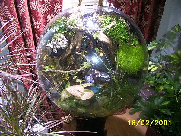 bog terrarium.jpg
