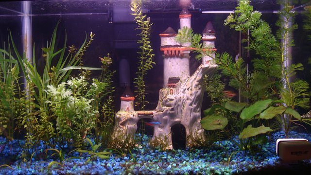 10%20gallon%20of%20doom!%20008[1].JPG