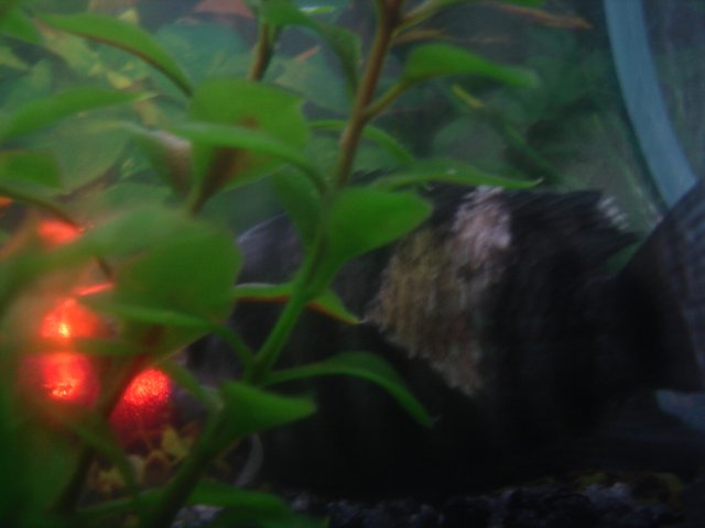 DSC04746.JPG DSC04746.JPG