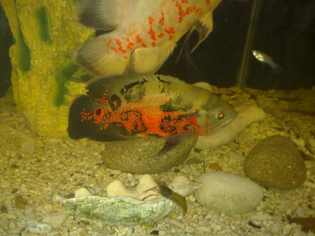 19092009183.jpg