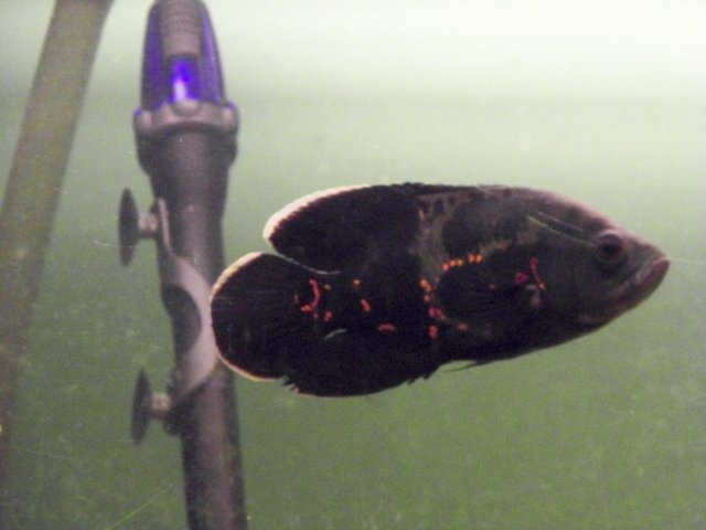 100_0348.JPG