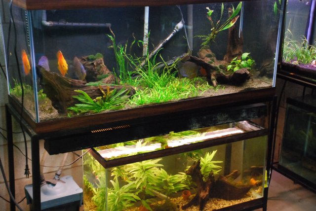 abby and fishroom updates 040.jpg