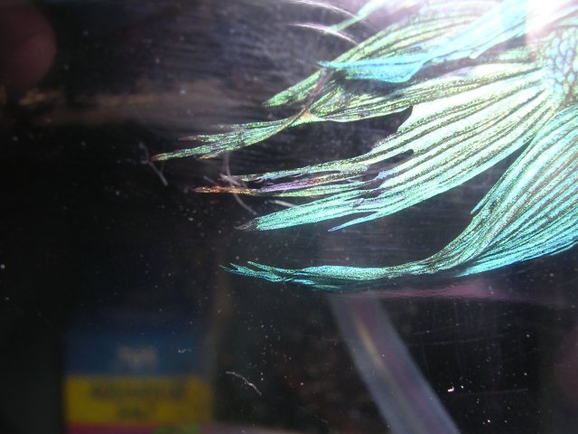 New fin rot pic 1.JPG