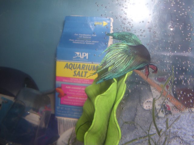 New fin rot pic 2.JPG