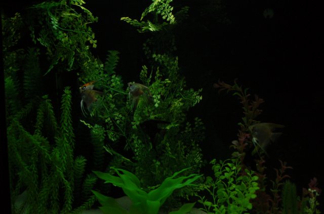 DSC_2473.JPG