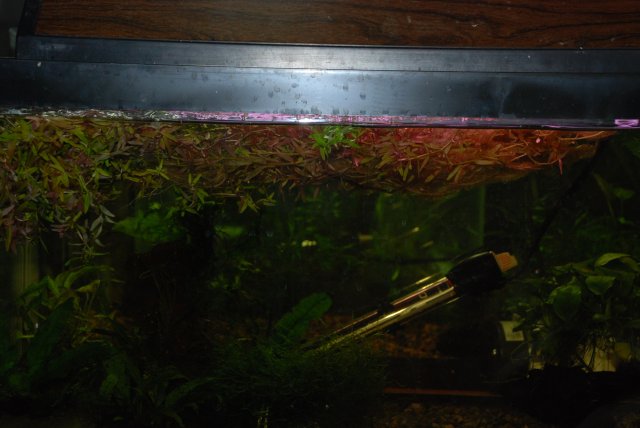 plants and dead shrimp 007.jpg