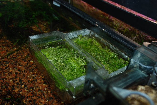 plants and dead shrimp 008.jpg