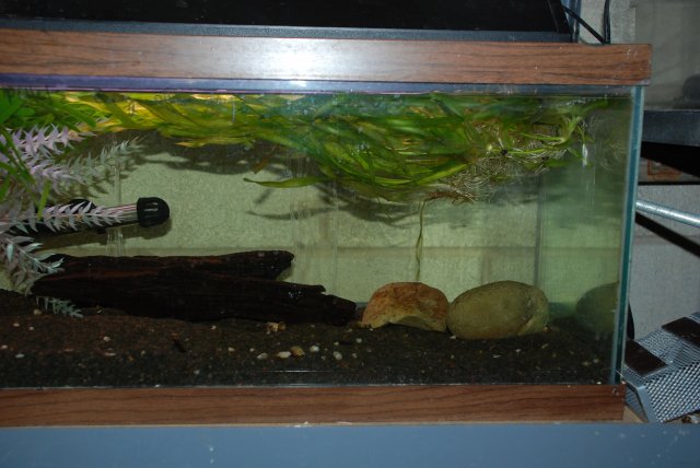 plants and dead shrimp 009.jpg