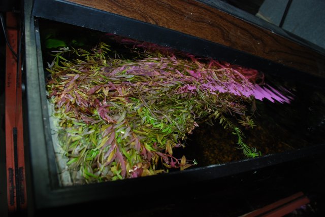 plants and dead shrimp 011.jpg