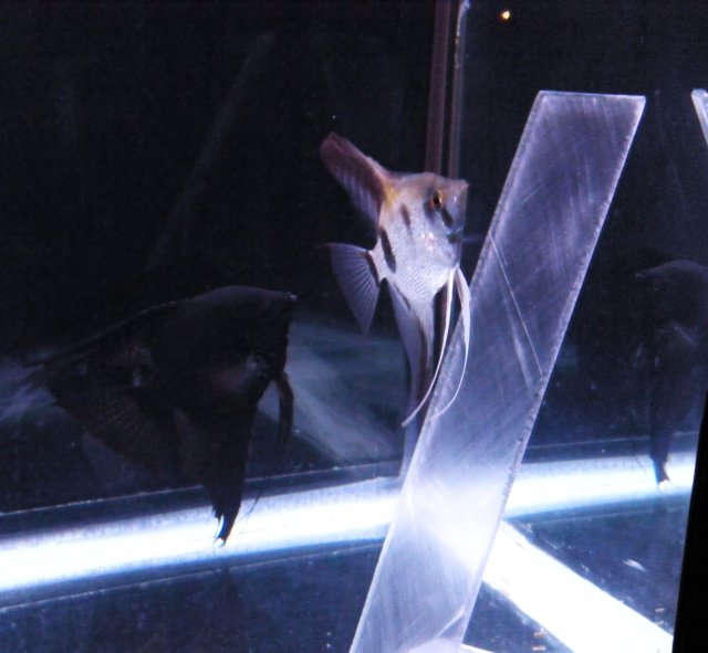 DSCN1127.JPG