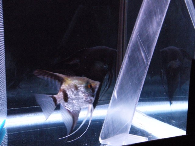 DSCN1147.JPG