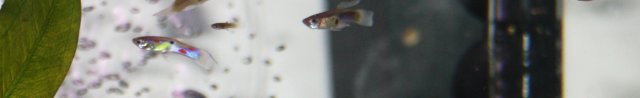 fish 003.JPG