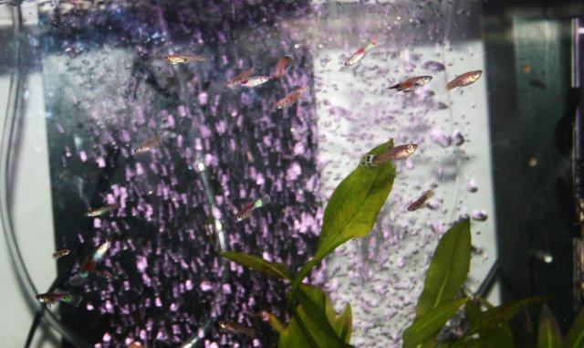 fish 007.JPG