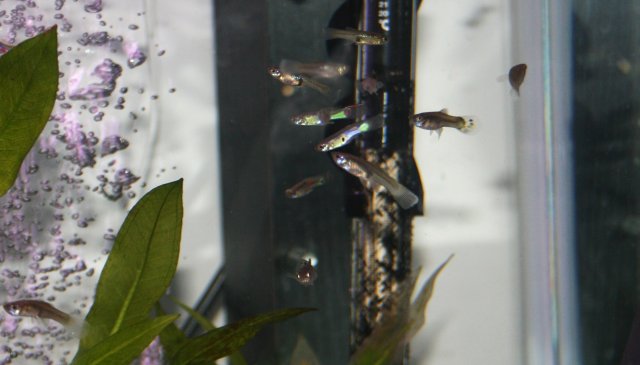 fish 020.JPG
