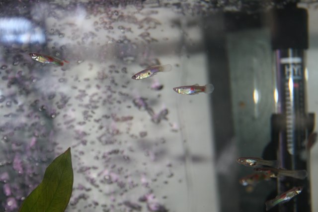fish 048.JPG