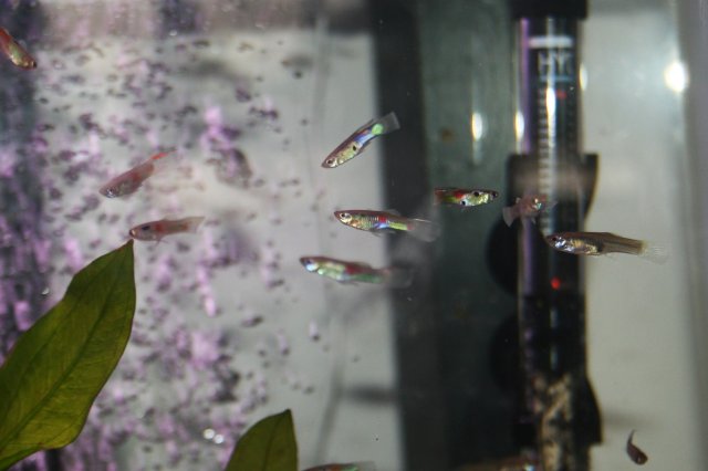 fish 051.JPG