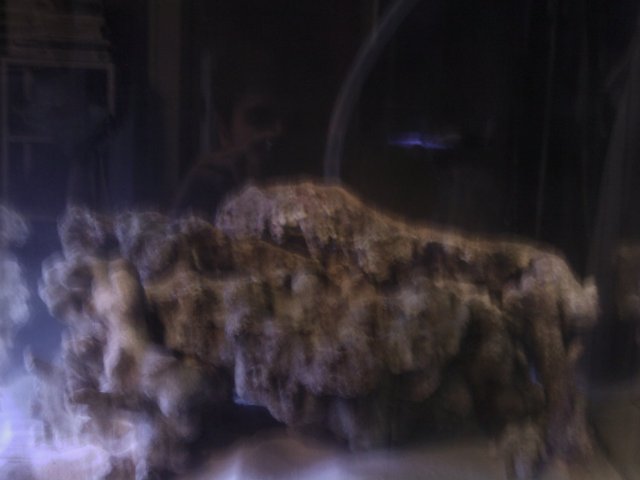 Phone Pictures 016.jpg