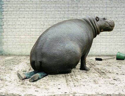 crushed_hippo.jpg