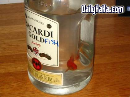 goldfish_small.jpg goldfish_small.jpg