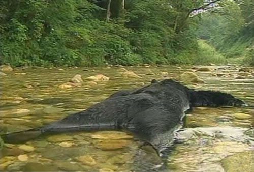 31 Theres A Bear In The River.jpg