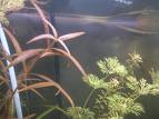 Hygrophila 'Tiger'.jpg