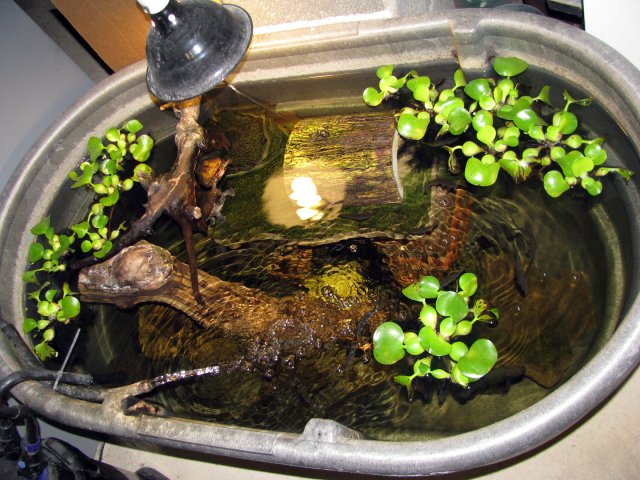 100 Gallon Fish Turtle Tub Aquariacentral Com