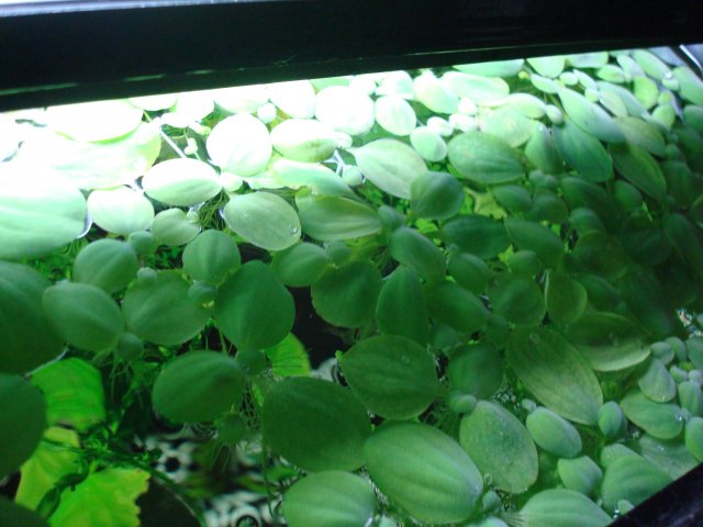 Water Lettuce 001.jpg