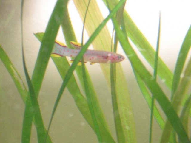 DSCF0202.jpg DSCF0202.jpg