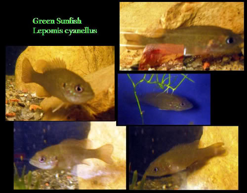 GreenSunfish.jpg GreenSunfish.jpg
