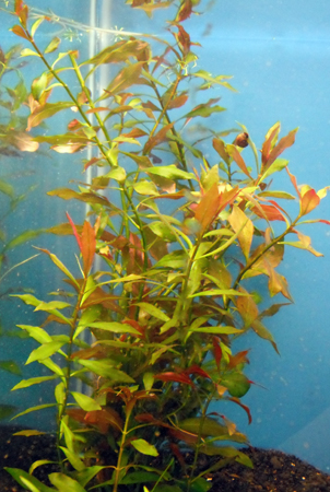 Ludwigia20Repens20X20Arcuata.jpg Ludwigia20Repens20X20Arcuata.jpg