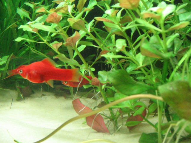 IMG_0006.JPG
