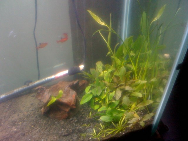 old old tank 249.jpg