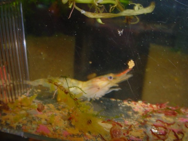 INJURED SHRIMP 10 14 09 003.JPG