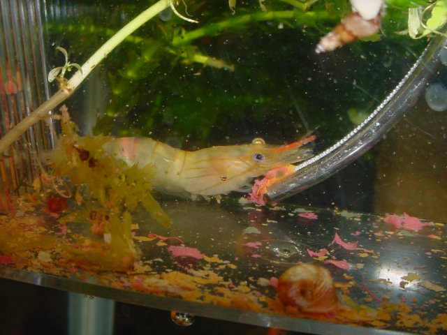 INJURED SHRIMP 10 14 09 002.JPG