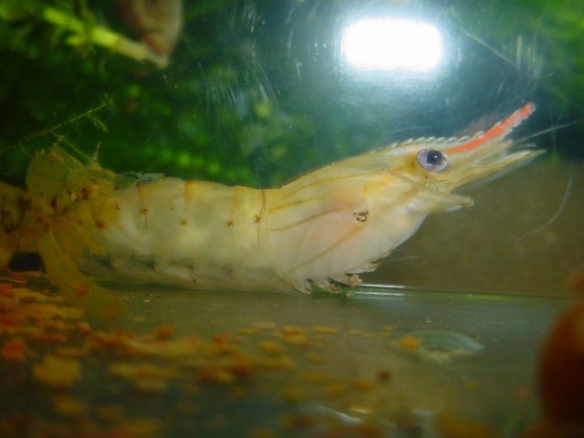 INJURED SHRIMP 10 14 09 001.JPG