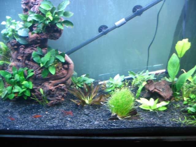 old old tank 915.jpg