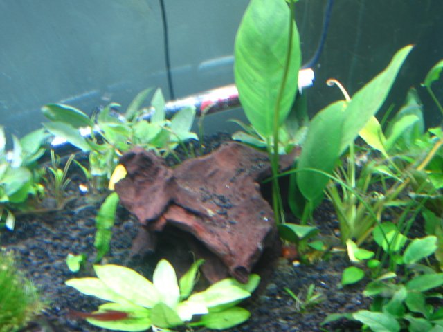 old old tank 918.jpg