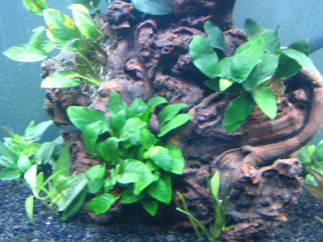 old old tank 925.jpg