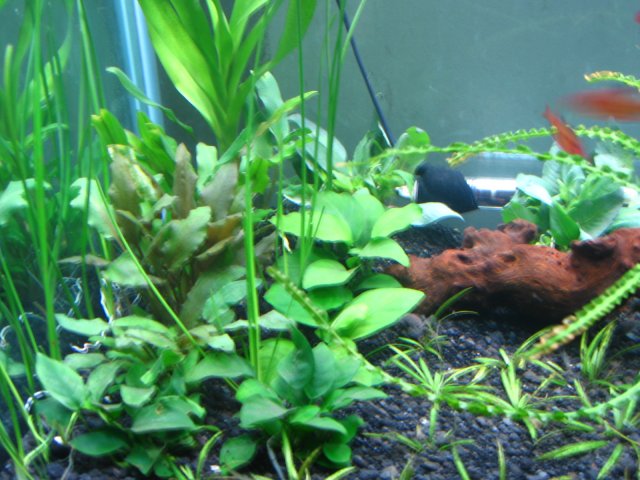 old old tank 929.jpg