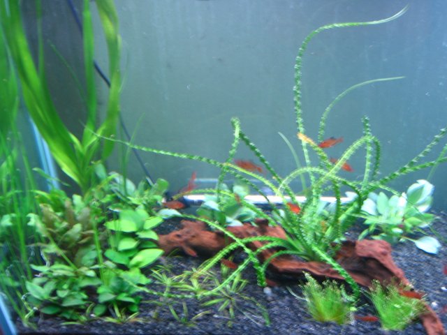 old old tank 932.jpg