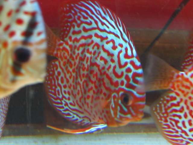 old old tank 125.jpg