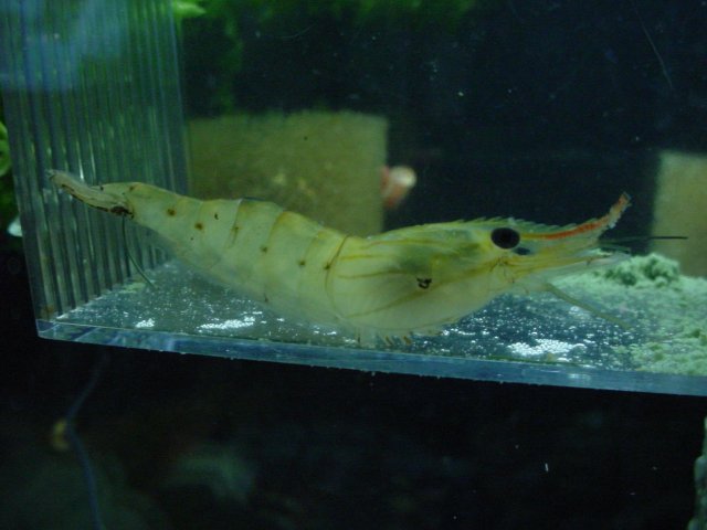 Sick shrimp 10 15 003.JPG